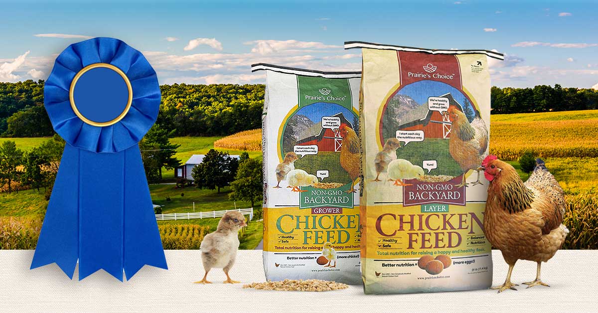 Our Products Were Recognized as One of the “Best Chicken Feeds