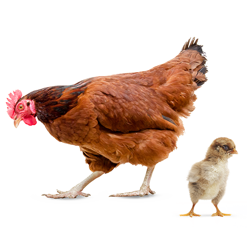 Backyard Chicken and Baby Chick