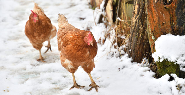 Winter Chickens