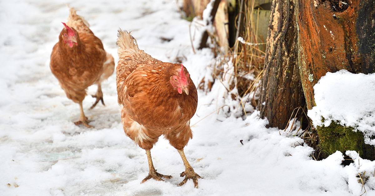 How to Keep Your Chickens Happy this Winter Prairie's Choice