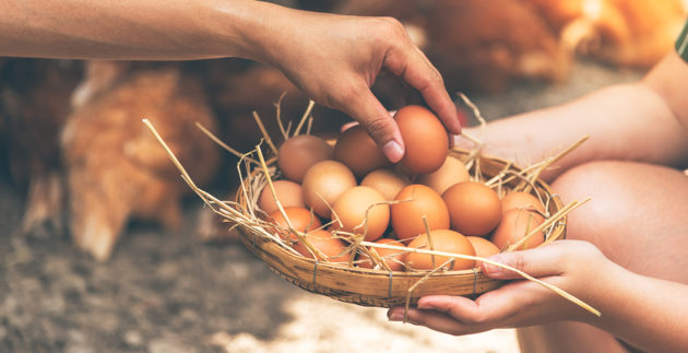 Stay Healthy: How to Safely Clean and Store Your Farm Fresh Eggs